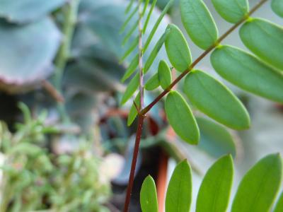 [Foto de planta, jardin, jardineria]