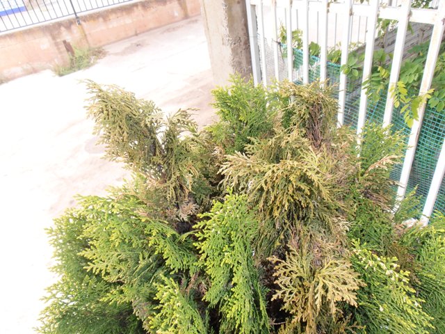 [Foto de planta, jardin, jardineria]