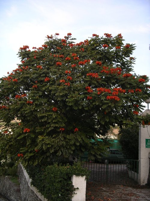 [Foto de planta, jardin, jardineria]