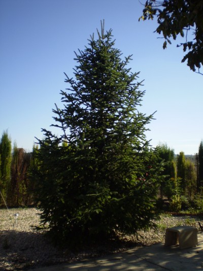 [Foto de planta, jardin, jardineria]