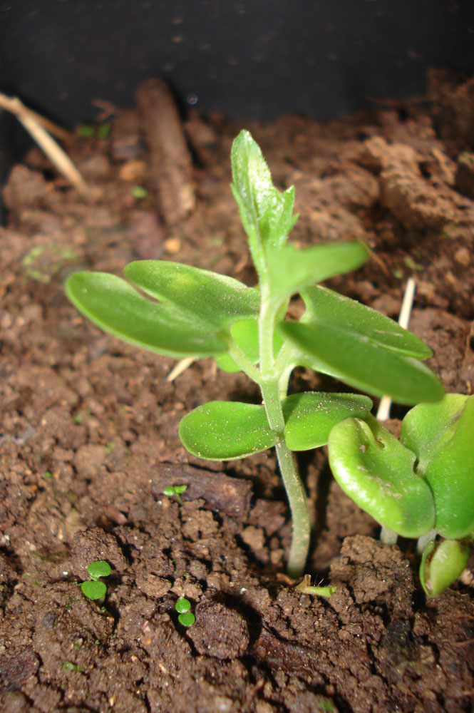 [Foto de planta, jardin, jardineria]