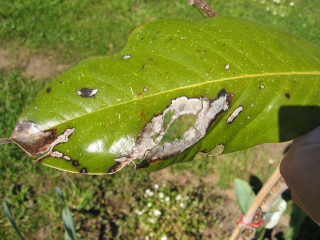 [Foto de planta, jardin, jardineria]