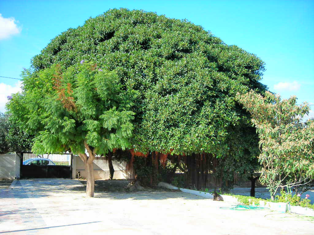 [Foto de planta, jardin, jardineria]