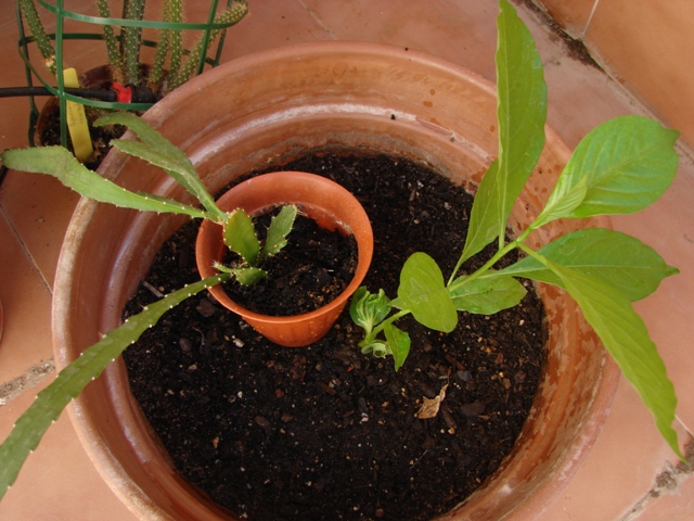 [Foto de planta, jardin, jardineria]