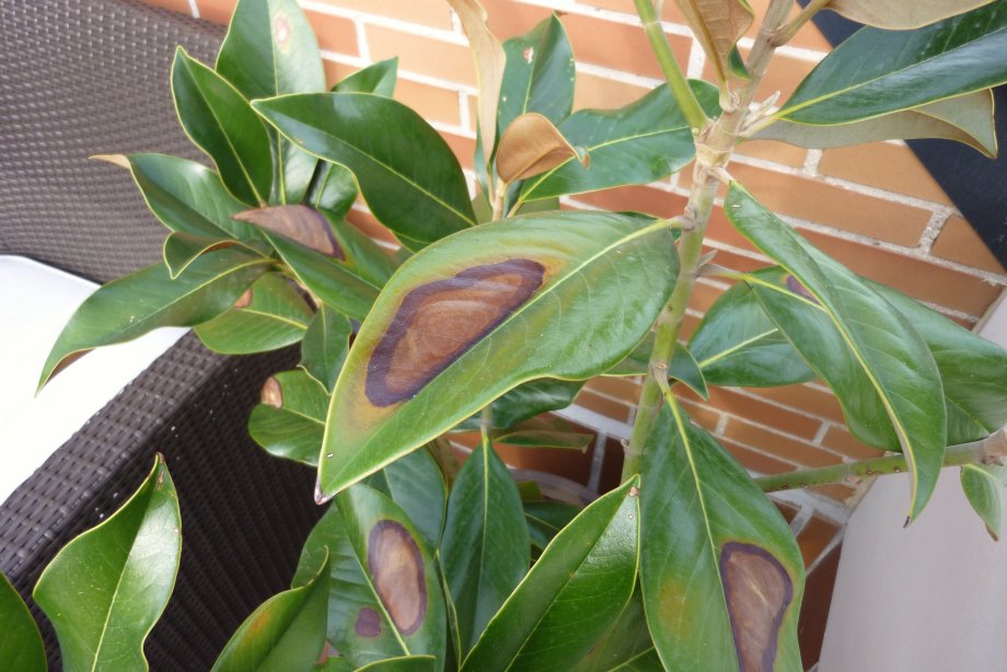 [Foto de planta, jardin, jardineria]