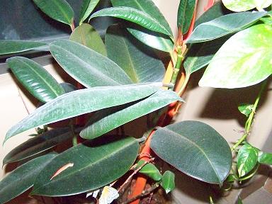 [Foto de planta, jardin, jardineria]