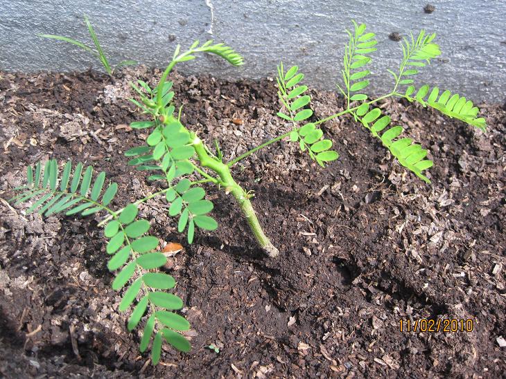 [Foto de planta, jardin, jardineria]