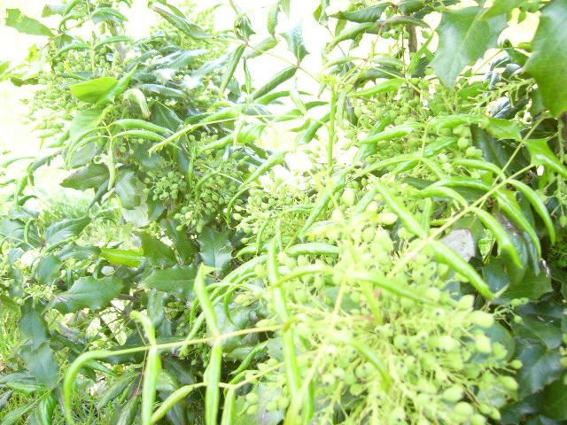 [Foto de planta, jardin, jardineria]