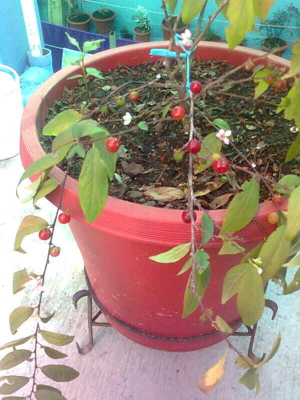 [Foto de planta, jardin, jardineria]