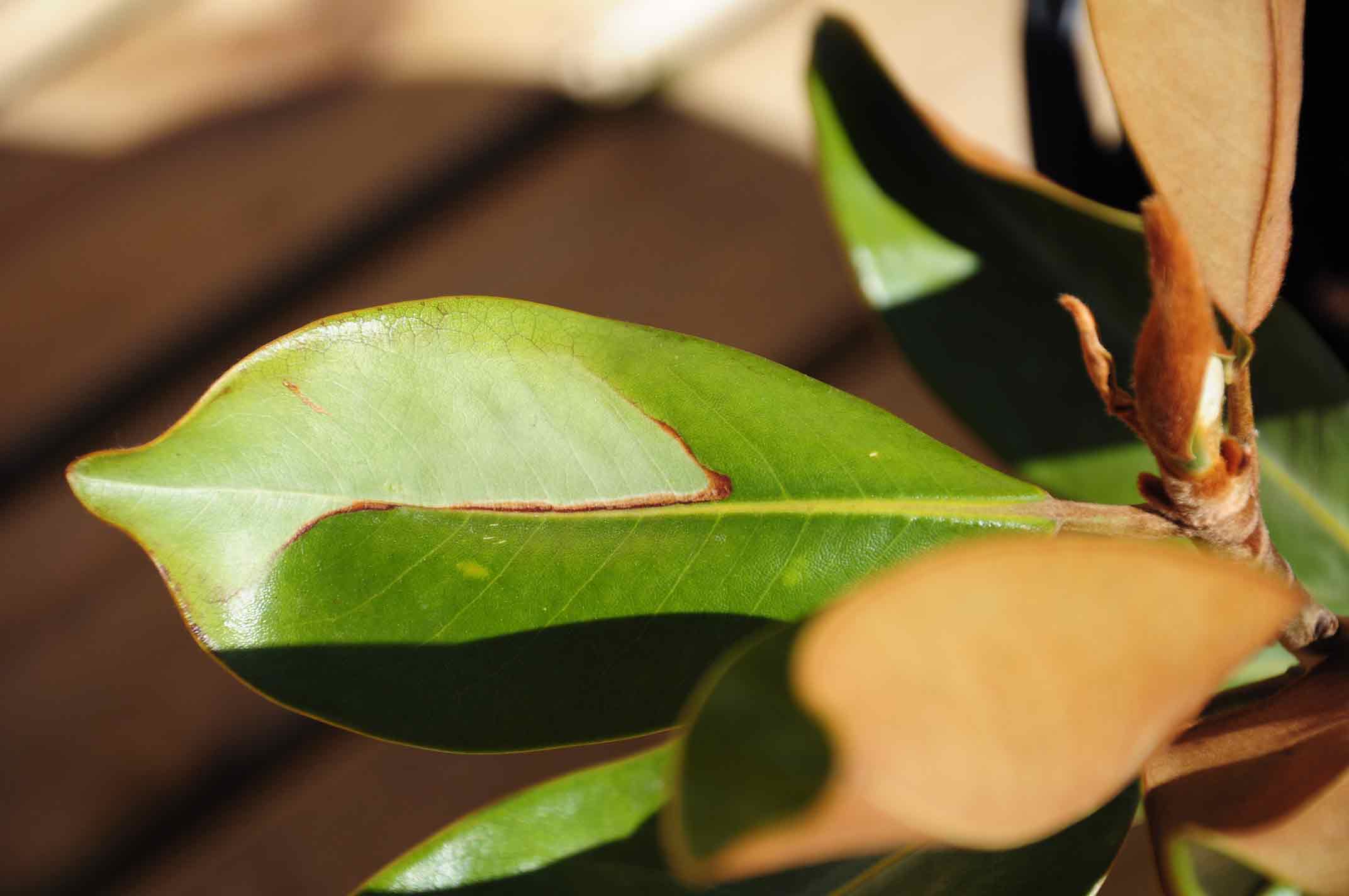 [Foto de planta, jardin, jardineria]