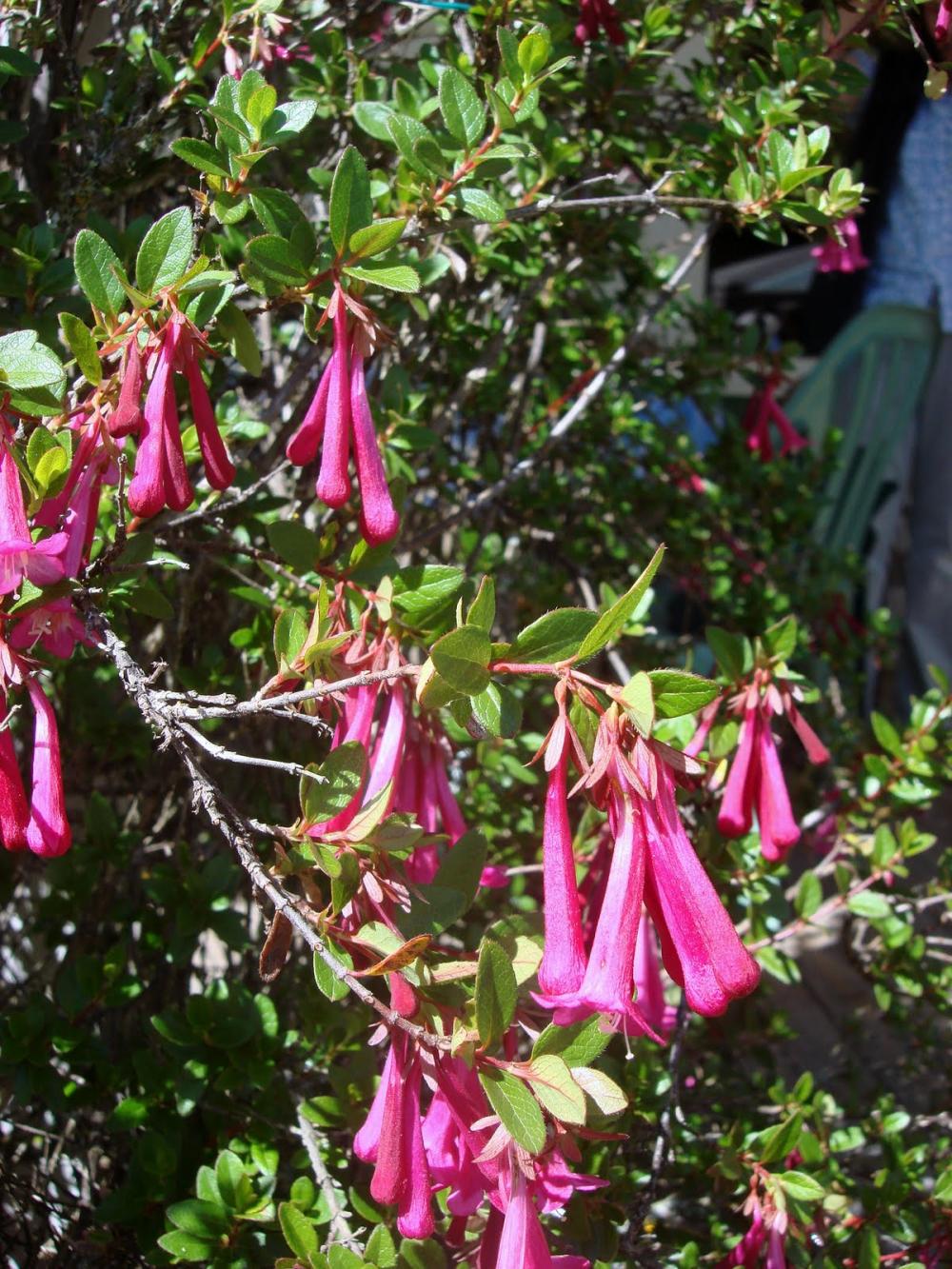 [Foto de planta, jardin, jardineria]