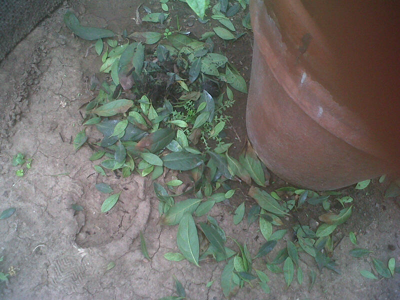 [Foto de planta, jardin, jardineria]