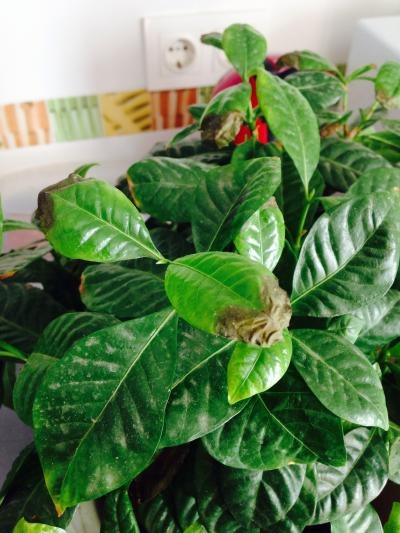[Foto de planta, jardin, jardineria]