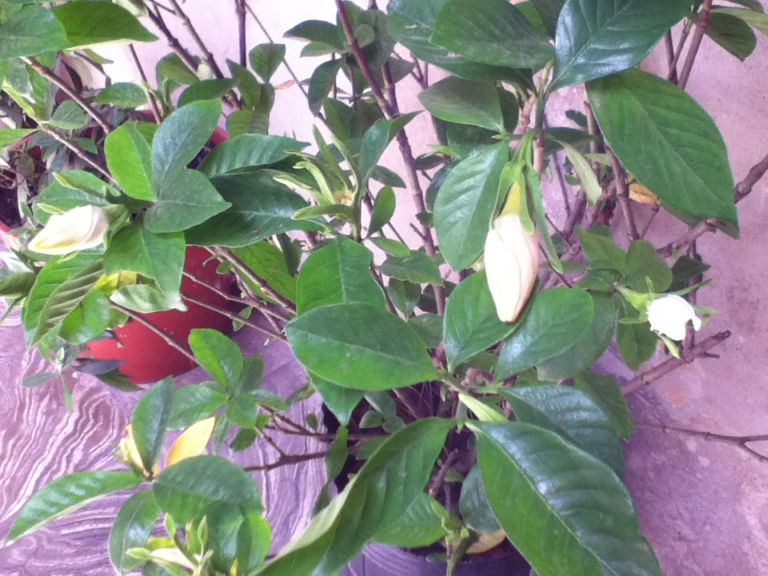 [Foto de planta, jardin, jardineria]