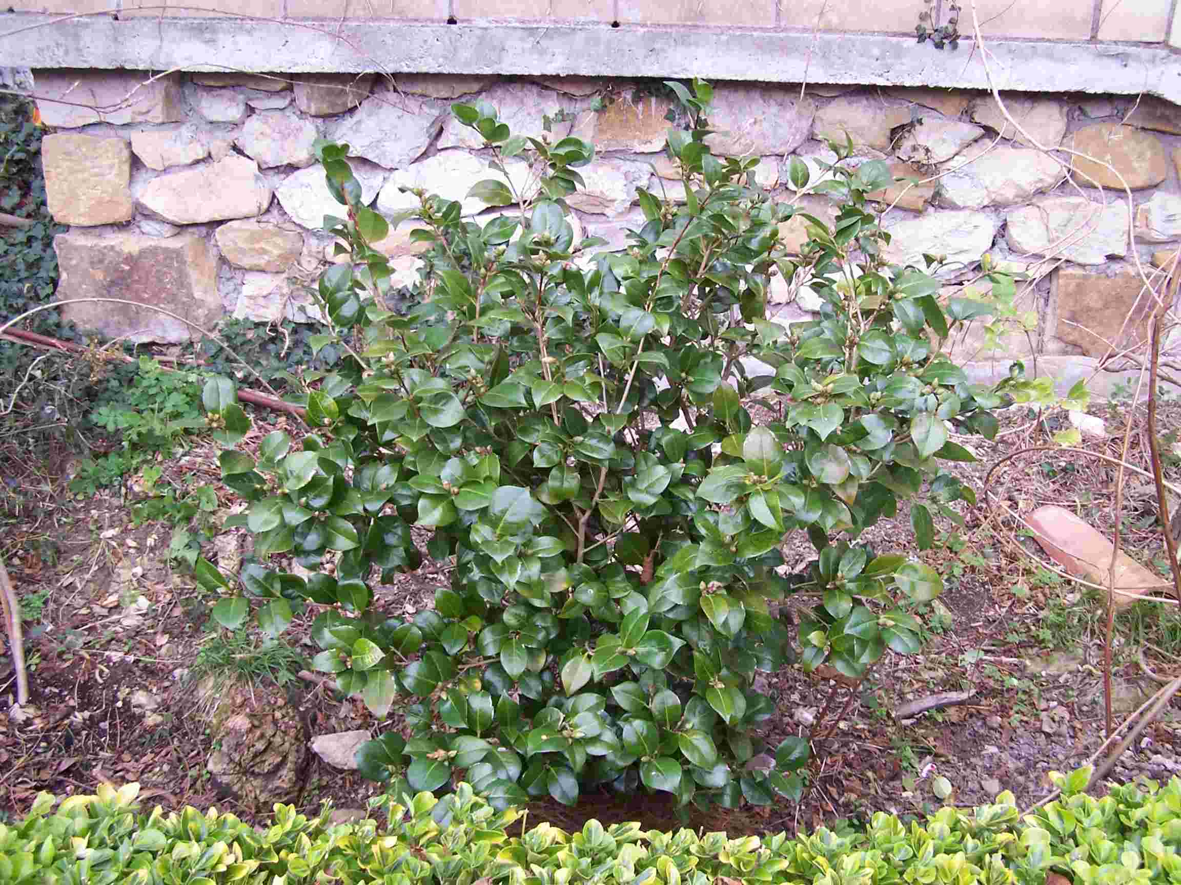 [Foto de planta, jardin, jardineria]