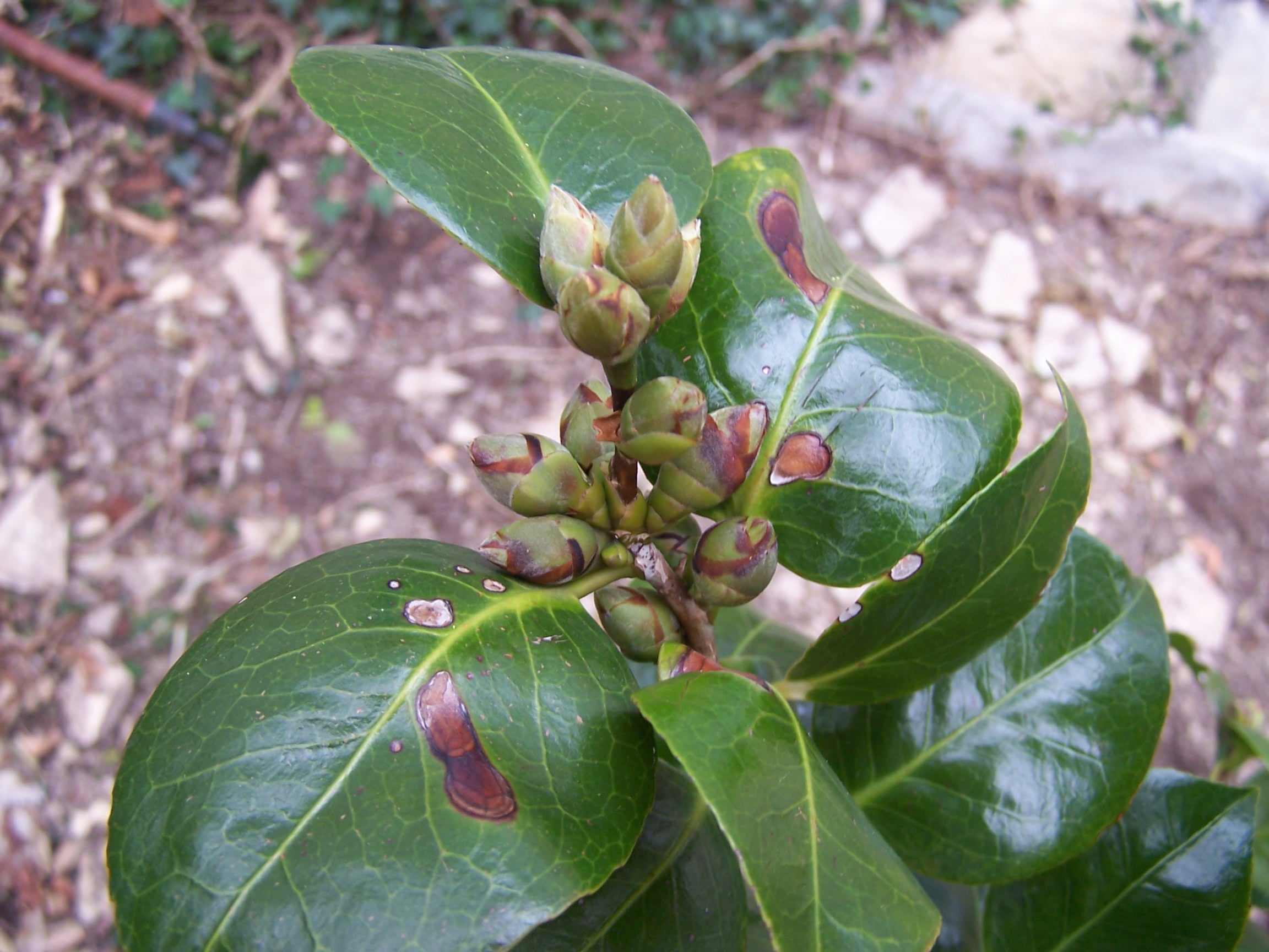 [Foto de planta, jardin, jardineria]