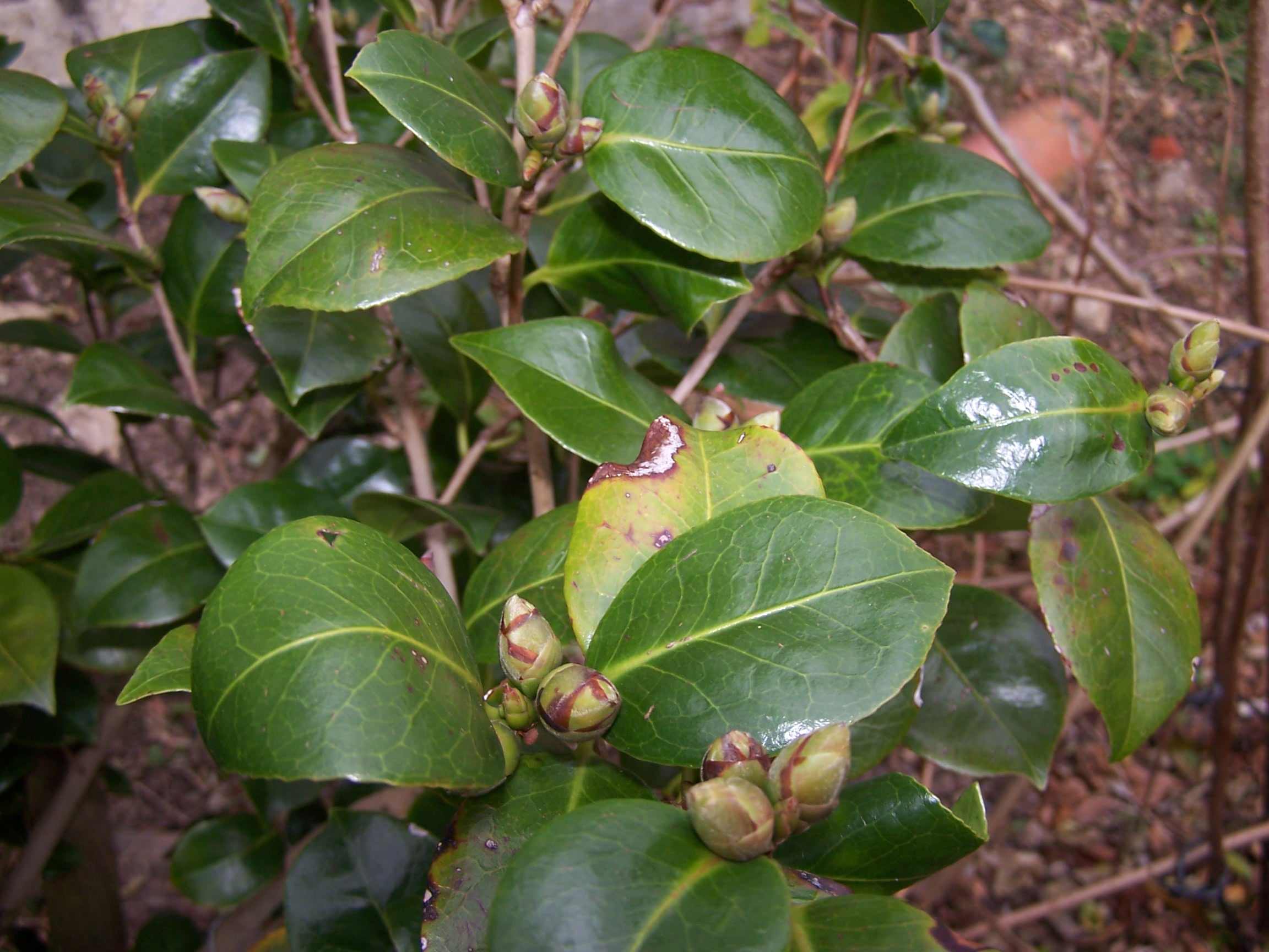 [Foto de planta, jardin, jardineria]