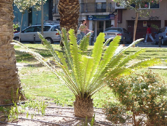 [Foto de planta, jardin, jardineria]