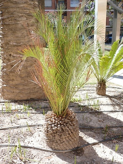 [Foto de planta, jardin, jardineria]