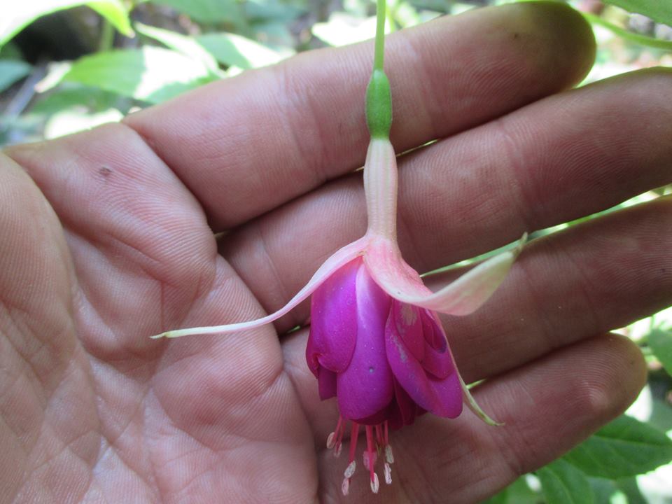 [Foto de planta, jardin, jardineria]