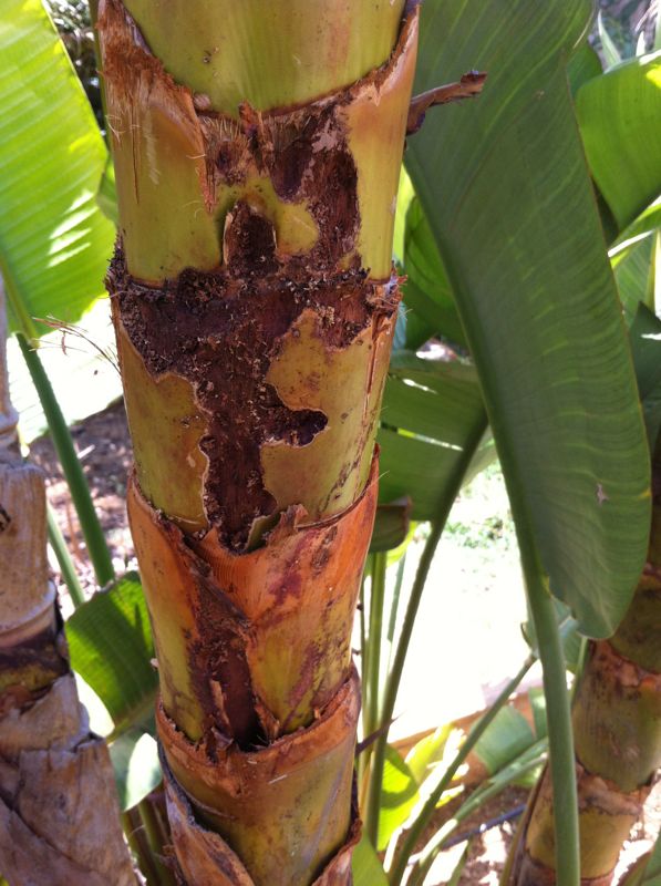 Problemas, plagas y enfermedades de ave del Paraíso (Strelitzia reginae)