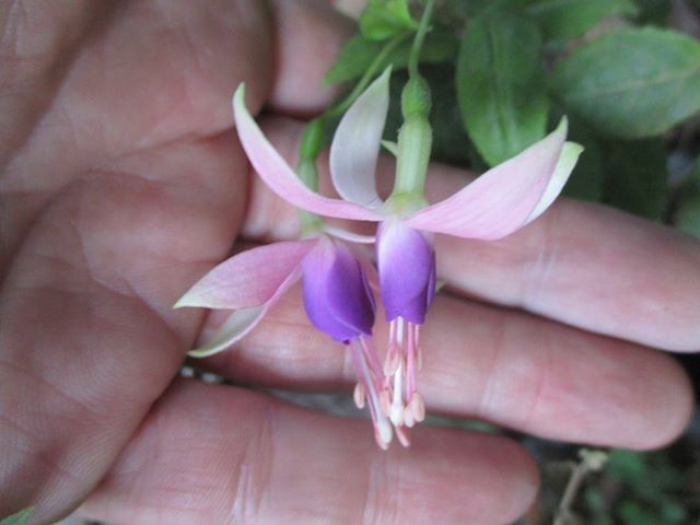 [Foto de planta, jardin, jardineria]