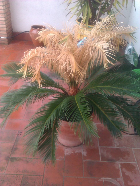 [Foto de planta, jardin, jardineria]