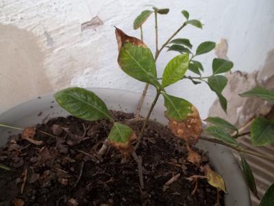 [Foto de planta, jardin, jardineria]