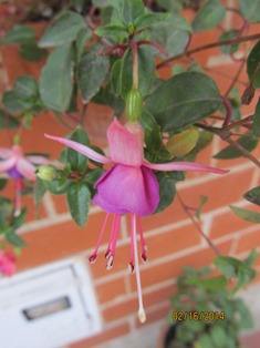 [Foto de planta, jardin, jardineria]