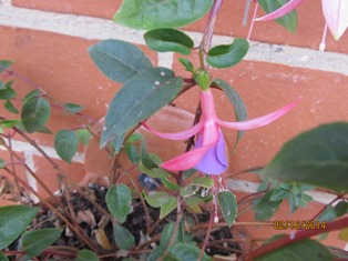 [Foto de planta, jardin, jardineria]