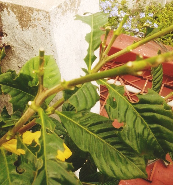 [Foto de planta, jardin, jardineria]