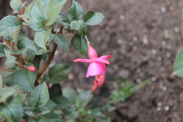 [Foto de planta, jardin, jardineria]