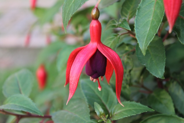 [Foto de planta, jardin, jardineria]