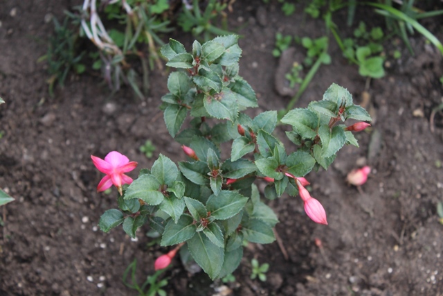 [Foto de planta, jardin, jardineria]