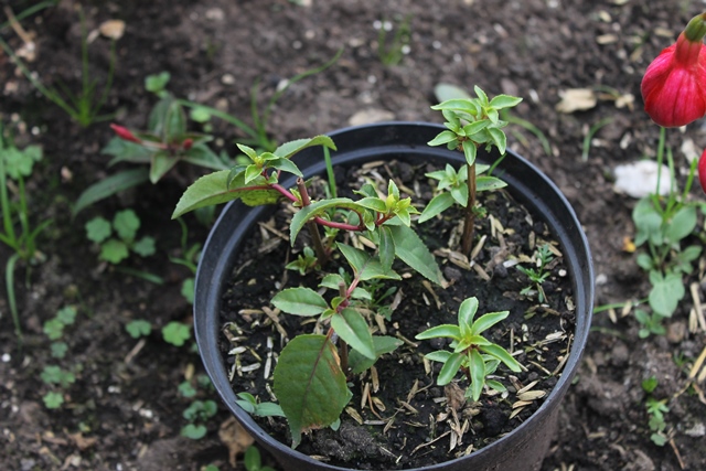 [Foto de planta, jardin, jardineria]