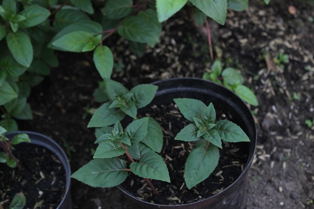 [Foto de planta, jardin, jardineria]