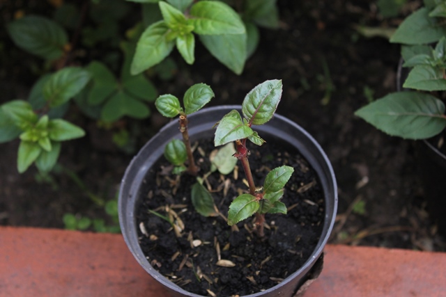 [Foto de planta, jardin, jardineria]