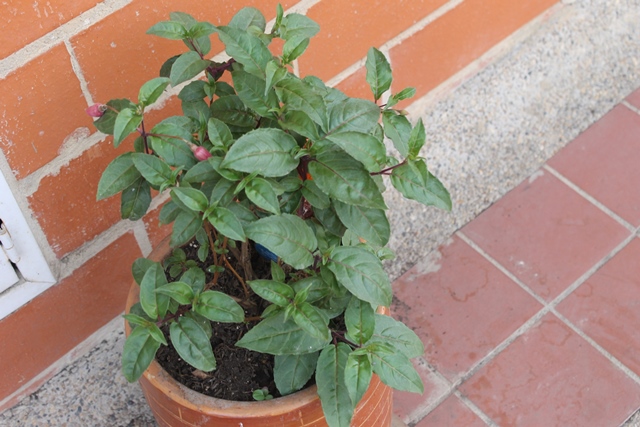 [Foto de planta, jardin, jardineria]