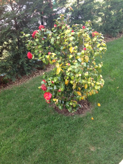 [Foto de planta, jardin, jardineria]