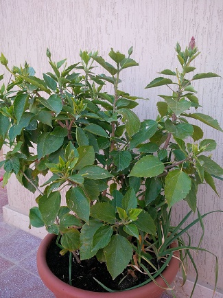 [Foto de planta, jardin, jardineria]