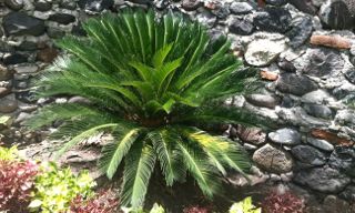 [Foto de planta, jardin, jardineria]