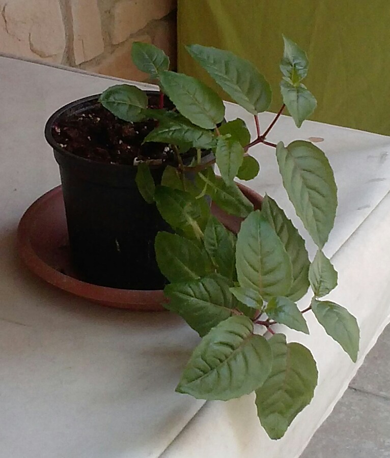 [Foto de planta, jardin, jardineria]