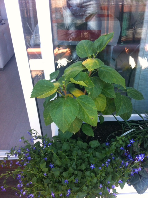 [Foto de planta, jardin, jardineria]