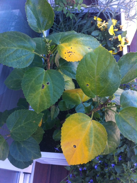 [Foto de planta, jardin, jardineria]