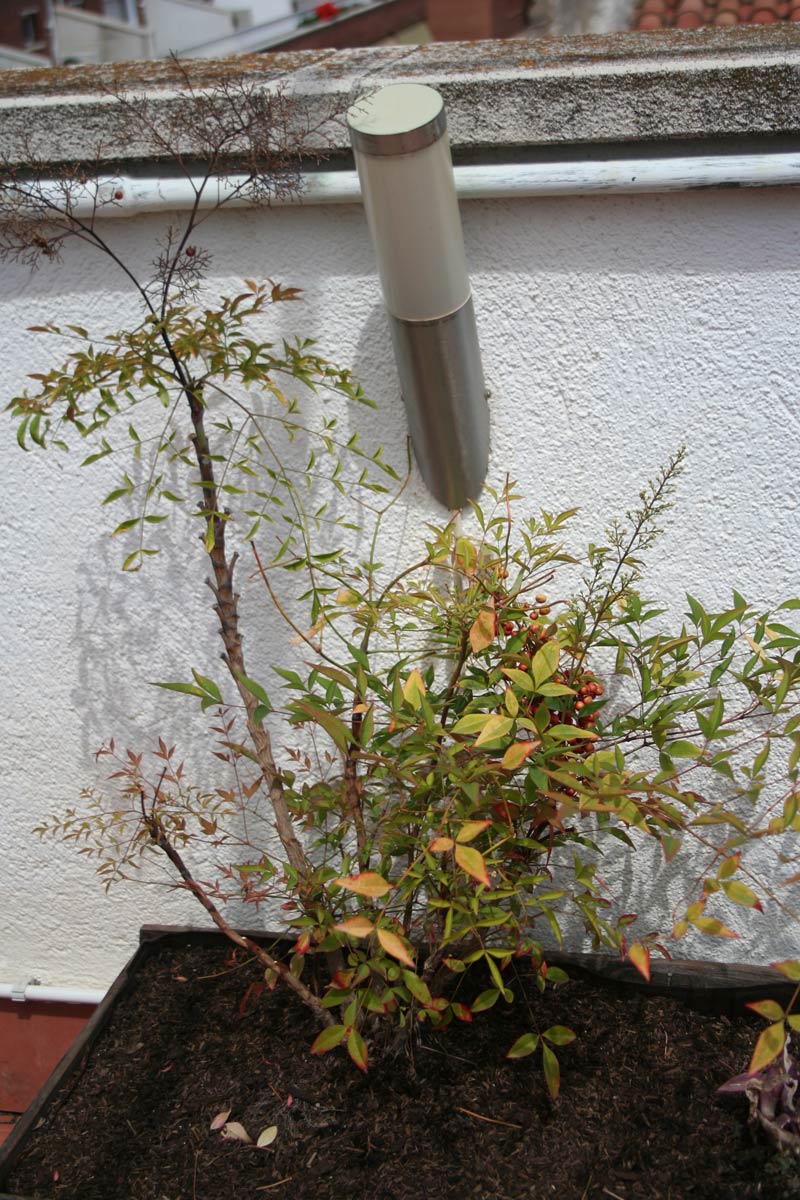 [Foto de planta, jardin, jardineria]