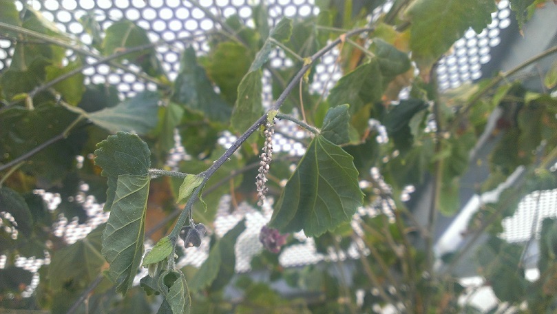 [Foto de planta, jardin, jardineria]