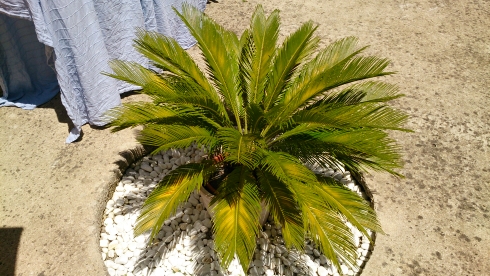 [Foto de planta, jardin, jardineria]