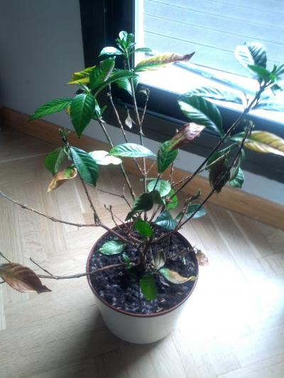 [Foto de planta, jardin, jardineria]