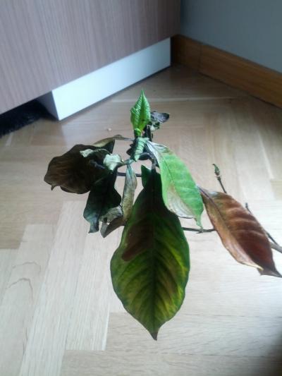 [Foto de planta, jardin, jardineria]