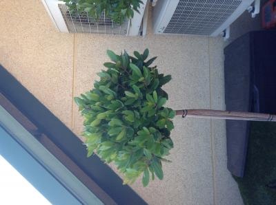 [Foto de planta, jardin, jardineria]